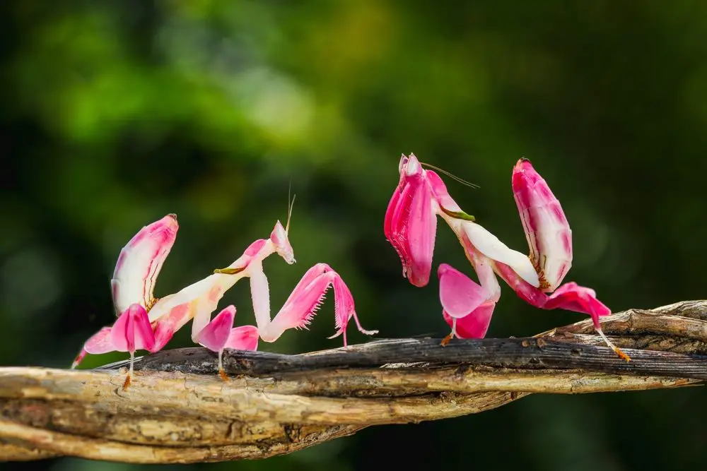 Discover The Praying Mantis: Anatomy, Habitat, And Life Cycle Explained