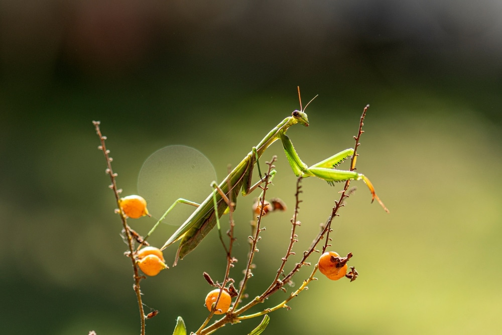 What Are Praying Mantis?