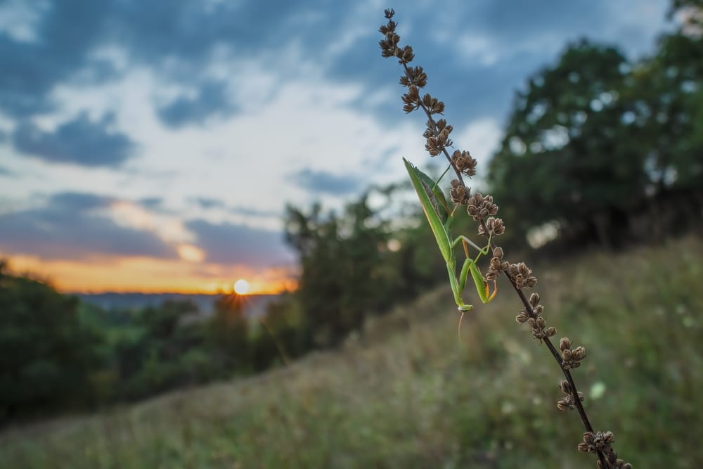 Praying Mantis Habitat