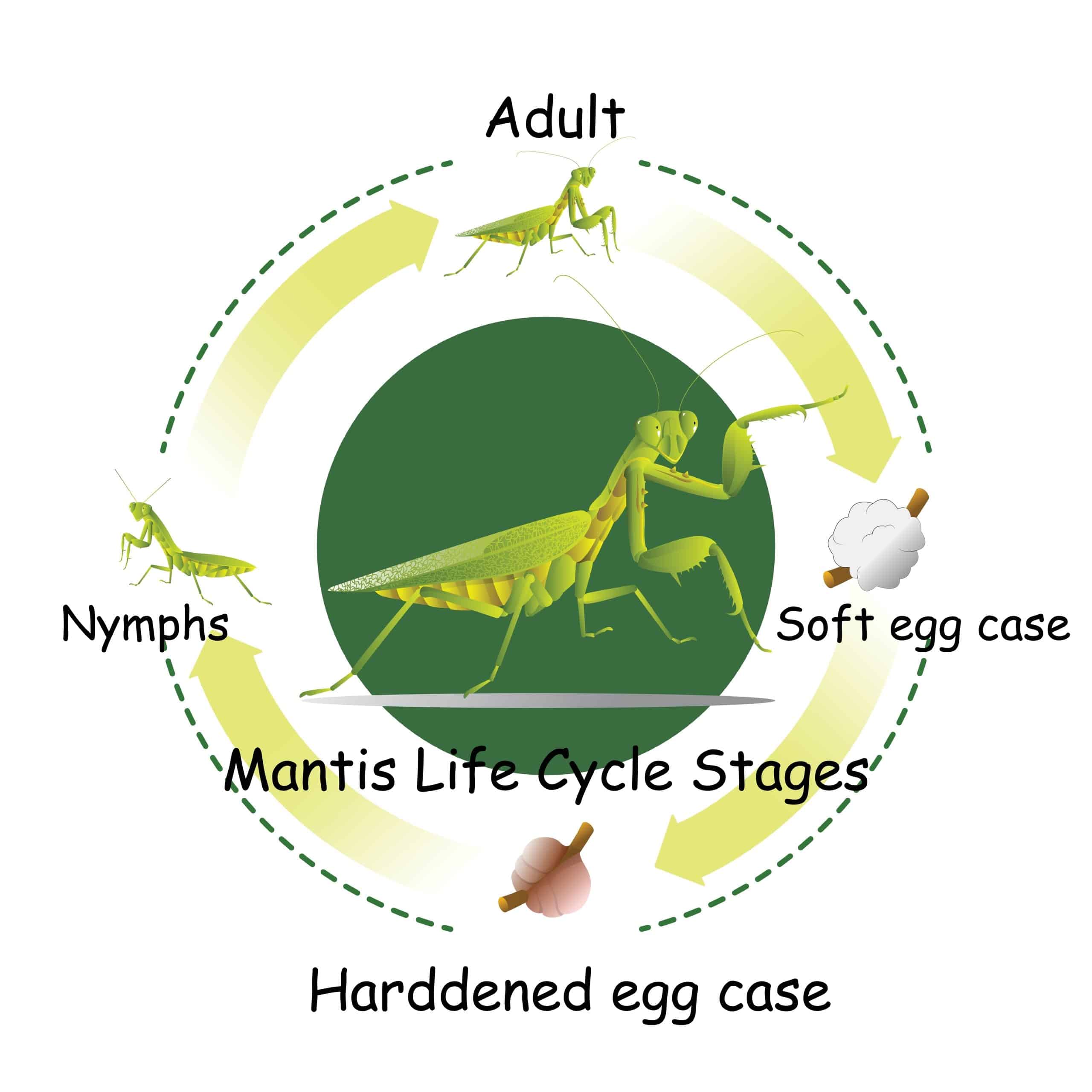 Praying Mantis Life Cycle