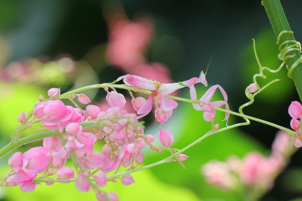 Orchid Mantis (Hymenopus coronatus)