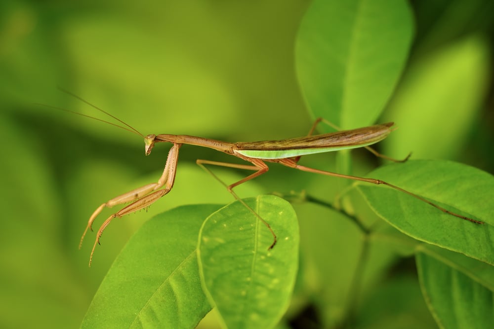 Chinese Mantis (Tenodera sinensis)