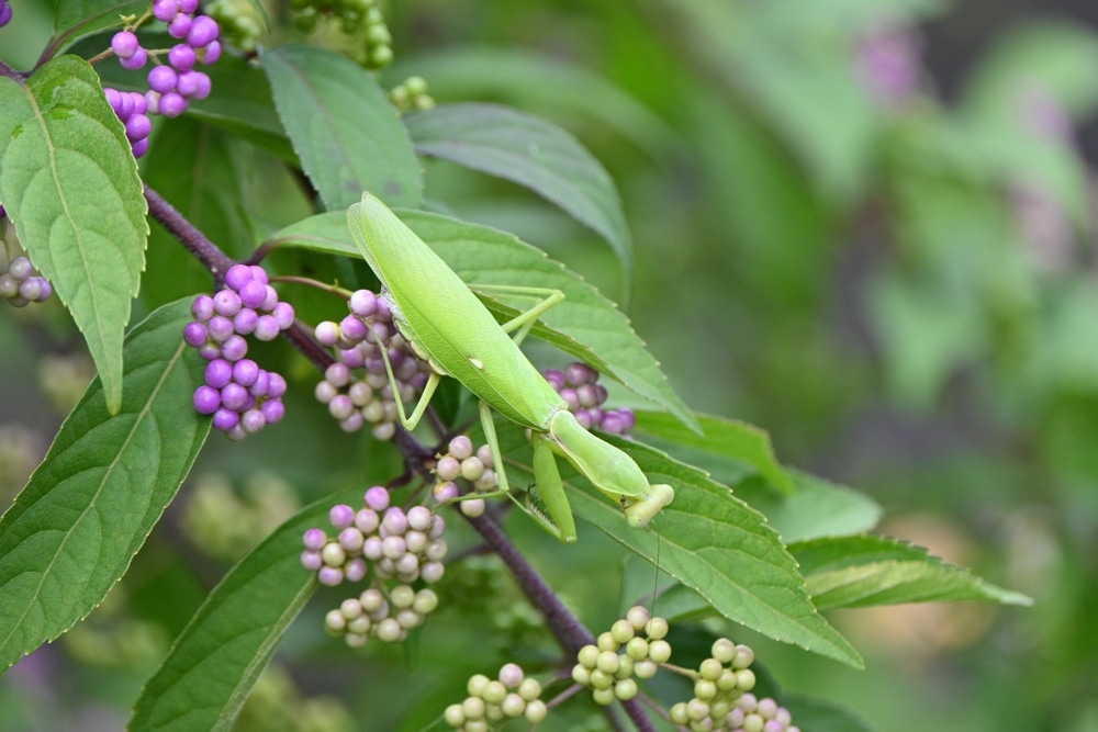 Giant Praying Mantis (Hierodula patellifera)