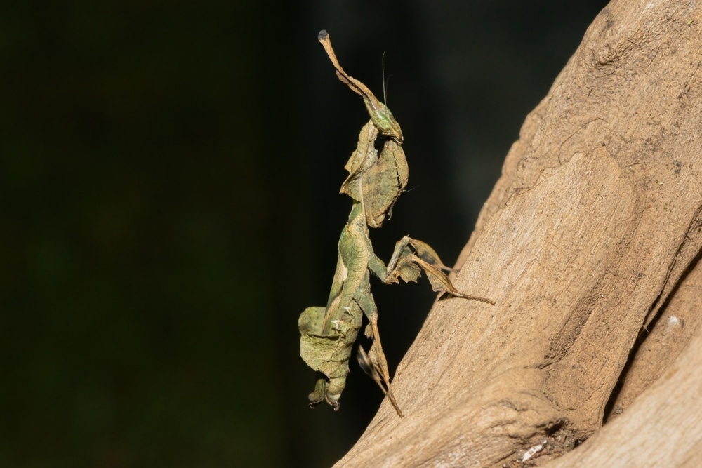 Ghost Mantis (Phyllocrania paradoxa)