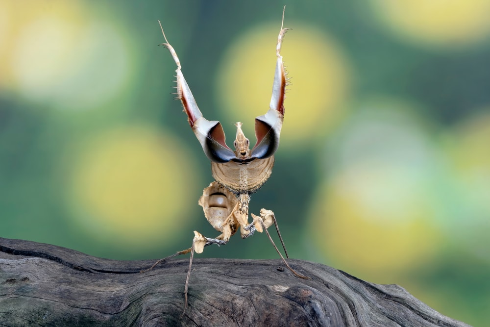 Devil Flower Praying Mantis (Idolomantis diabolica)