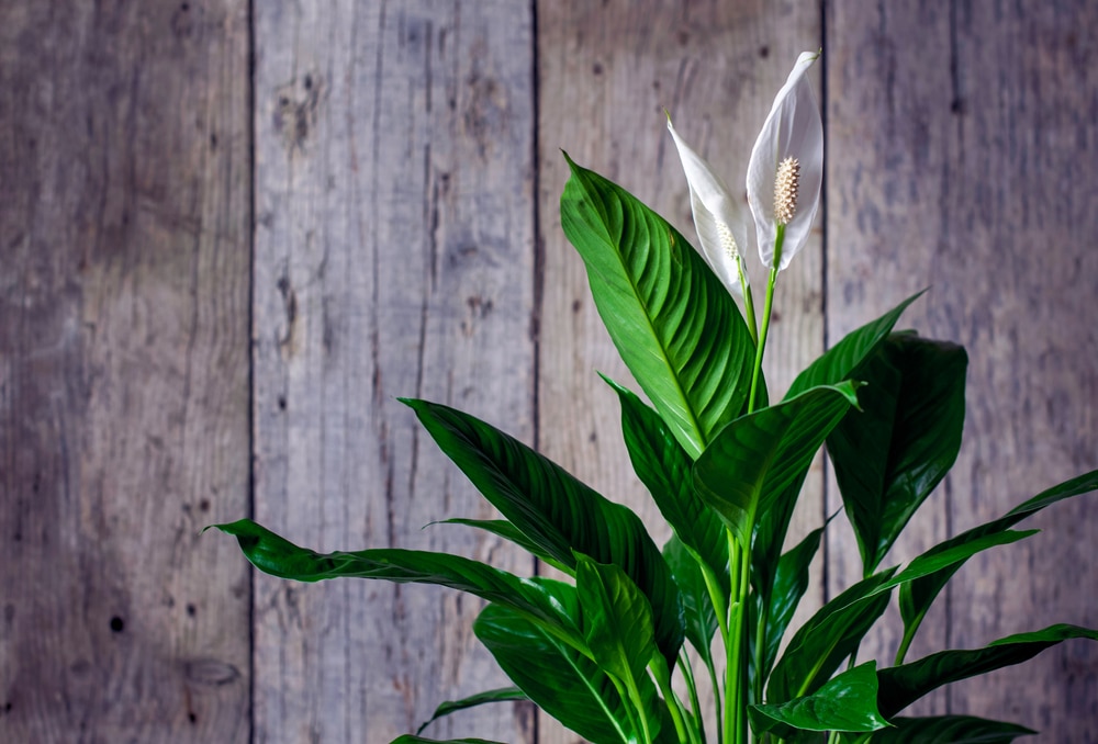 Peace Lily (Spathiphyllum)