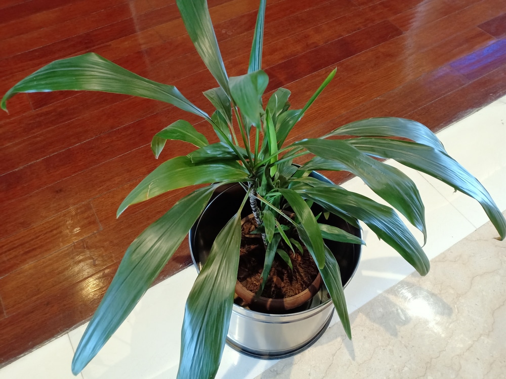 Cast Iron Plant (Aspidistra elatior)