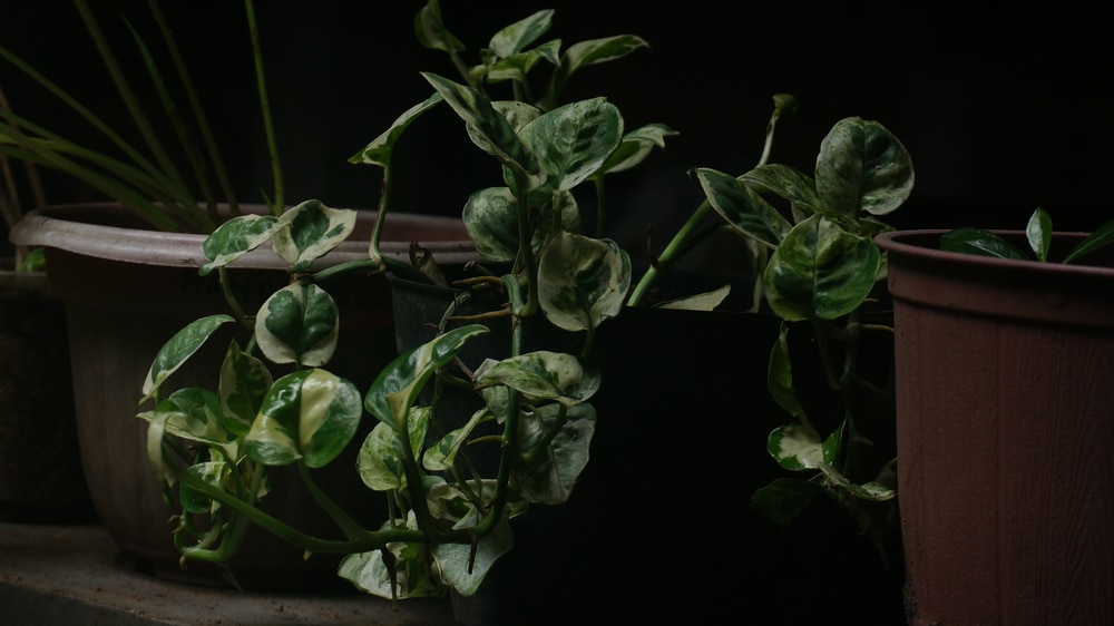 Pothos, Devil’s Ivy (Epipremnum aureum)