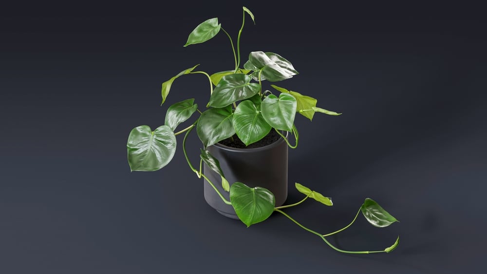 Heart leaf philodendron, Sweetheart plant (Philodendron scandens)