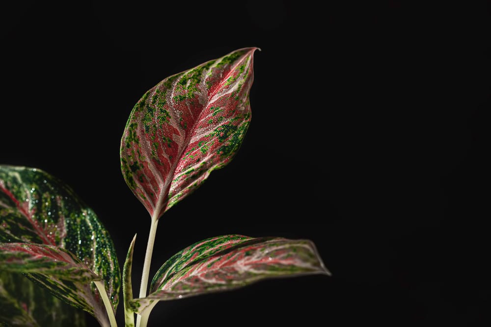 Chinese Evergreen (Aglaonema modestum)