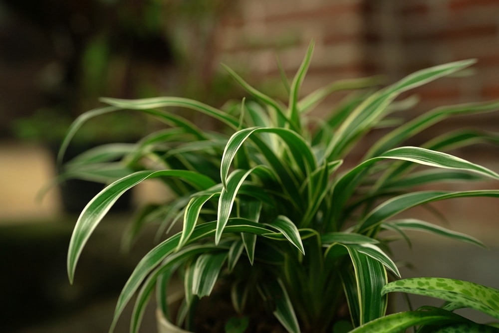 Spider Plant, Ribbon Plant (Chlorophytum comosum)