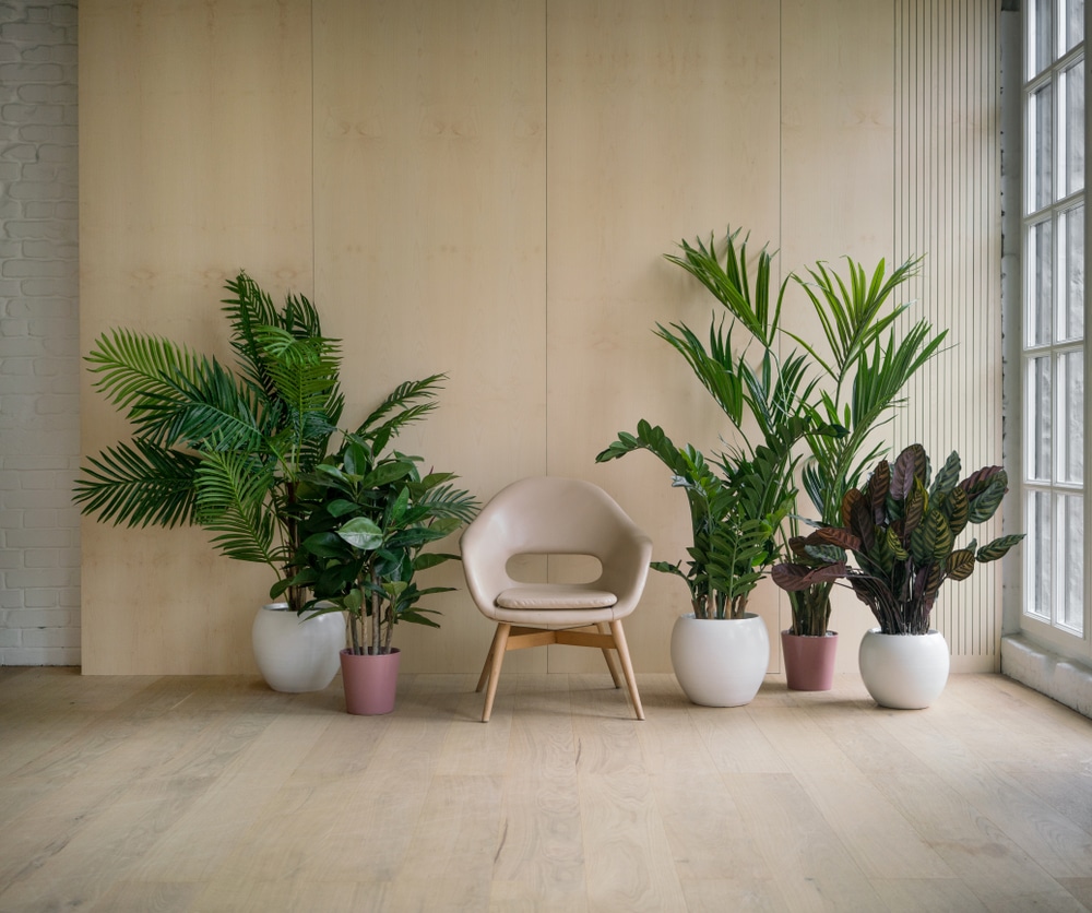 How To Care For Low Light Houseplants