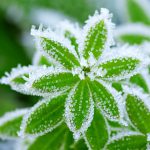 Protecting Plants From Frost: Essential Tips for the Home Gardener Featured Image