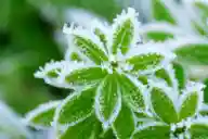 Protect Plants from Frost: Essential Tips for Home Gardeners
