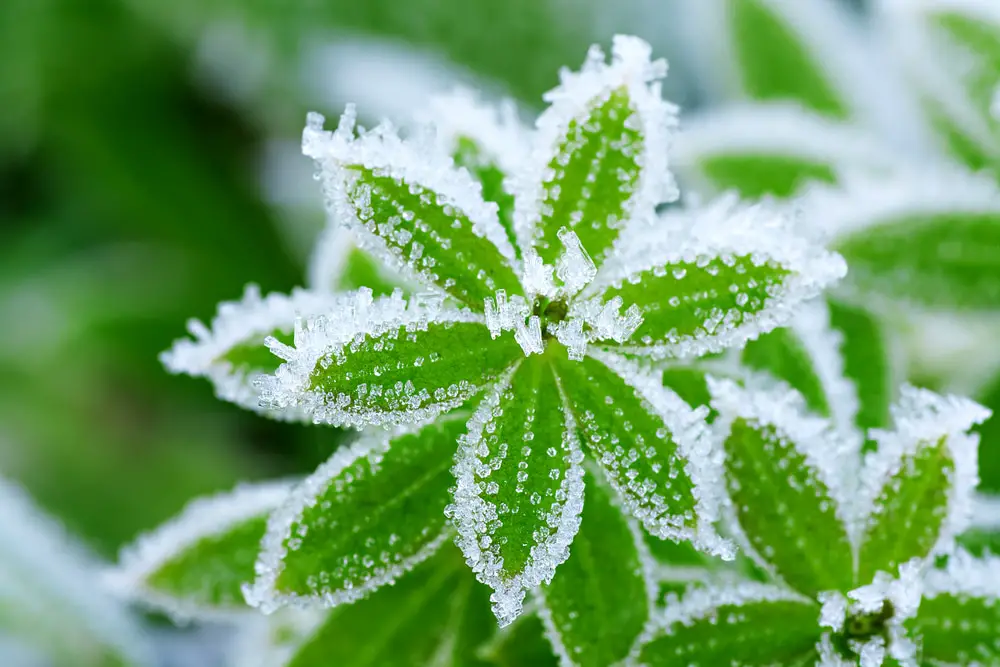 Protect Plants from Frost: Essential Tips for Home Gardeners