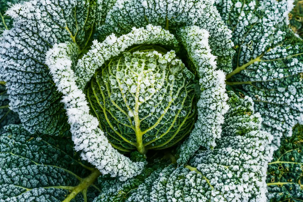 How Does Frost Damage Plants?