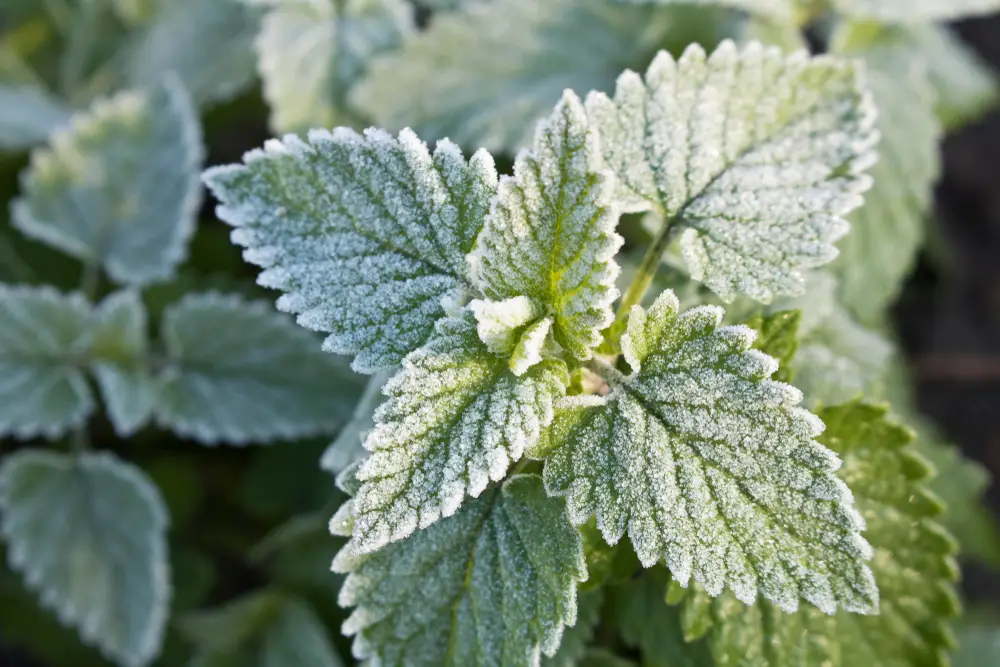 Frost Prevention Methods For Plants