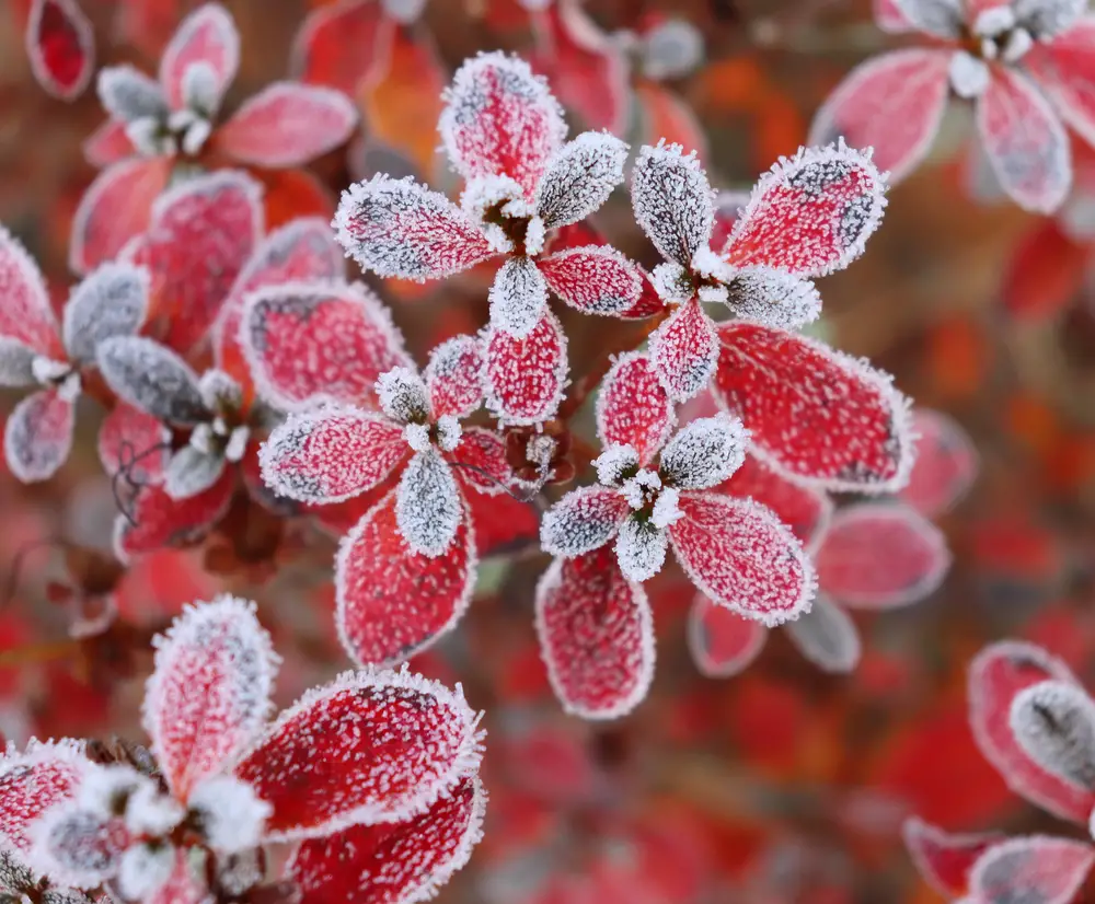 Protecting Individual Plants From Frost