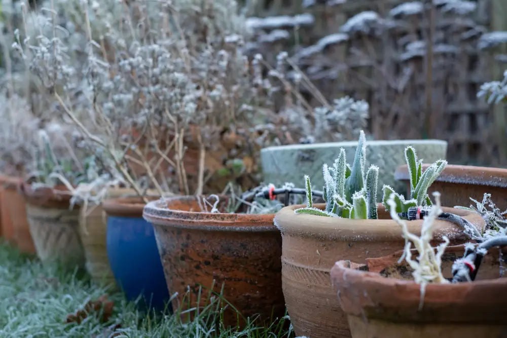 Protecting Plants In Containers