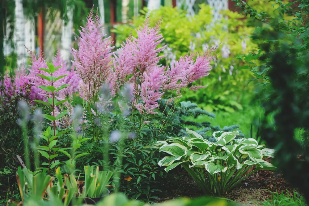 Guide To Planting And Designing A Lush Shade Garden Featured Image