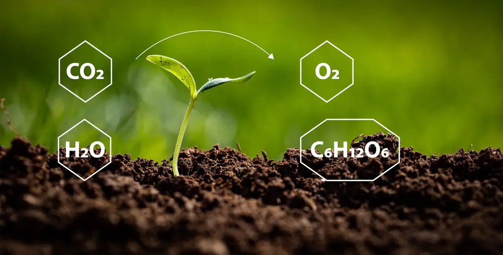 How Do Plants Adapt To Shade?