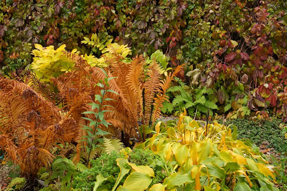 Sample Plant Combinations For A Shade Garden