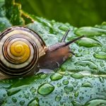 Snails in Your Garden? Here's Everything You Need to Know Featured Image