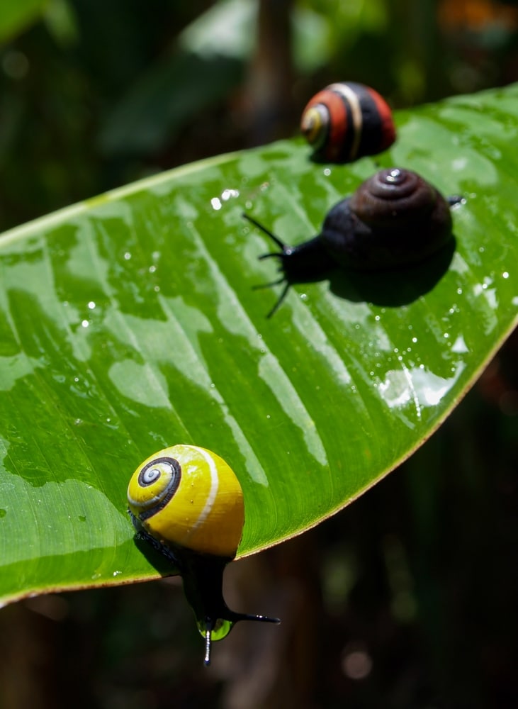 Unique Types Of Snails