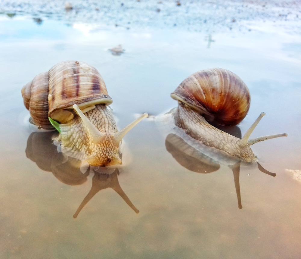 What Are Snails' Geographical Range?