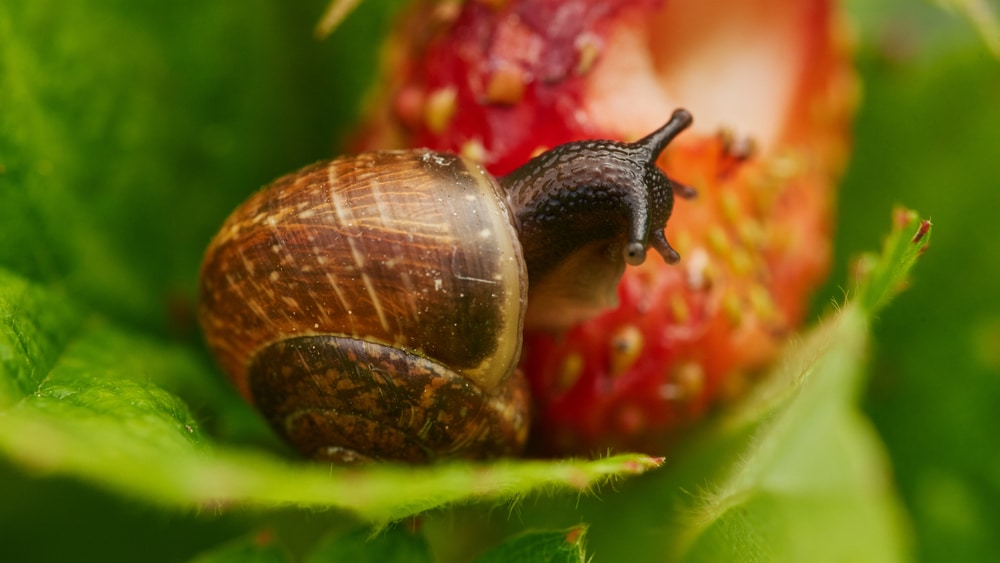 Snail Life Cycle