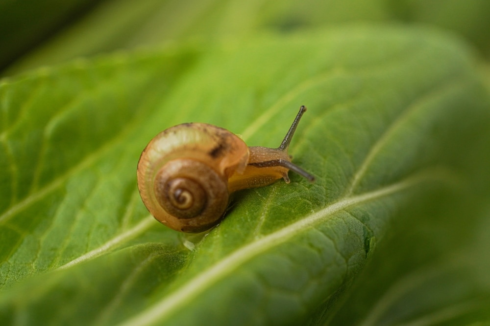 Snails In The Garden 