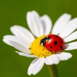 What Do Ladybugs Eat? The Gardener's Guide to Beneficial Bugs Featured Image