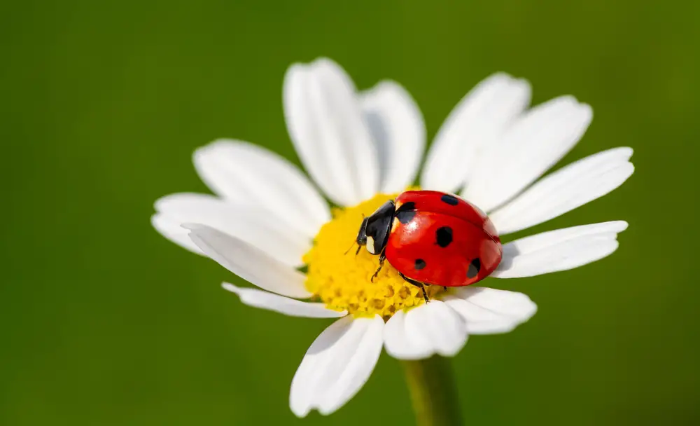 What Do Ladybugs Eat?