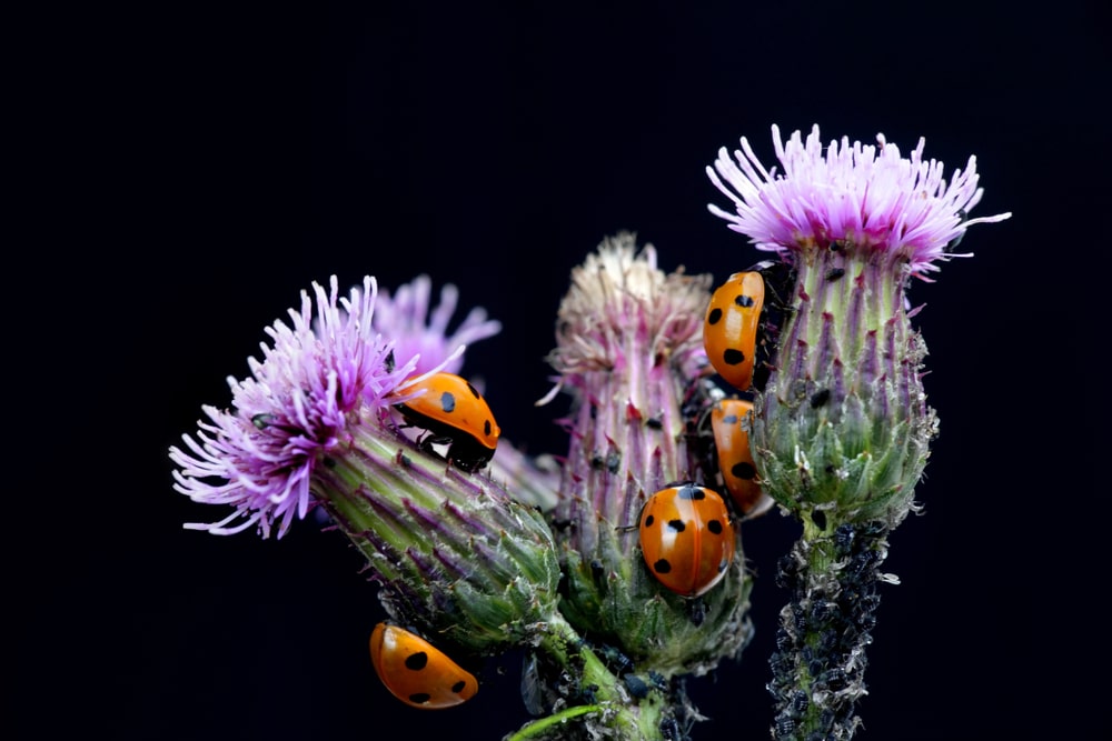 Ladybug Diet: What Do They Eat?