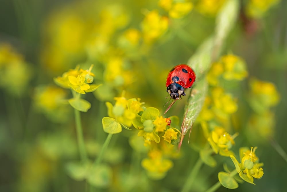 Tips For Using Ladybugs In Your Garden