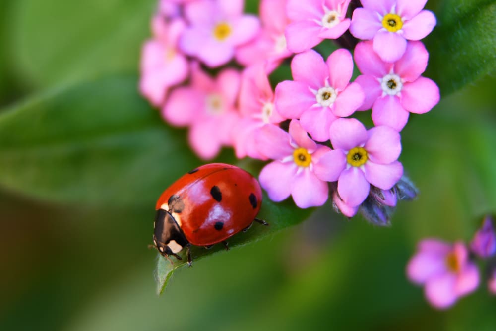 How To Attract And Keep Ladybugs In Your Garden