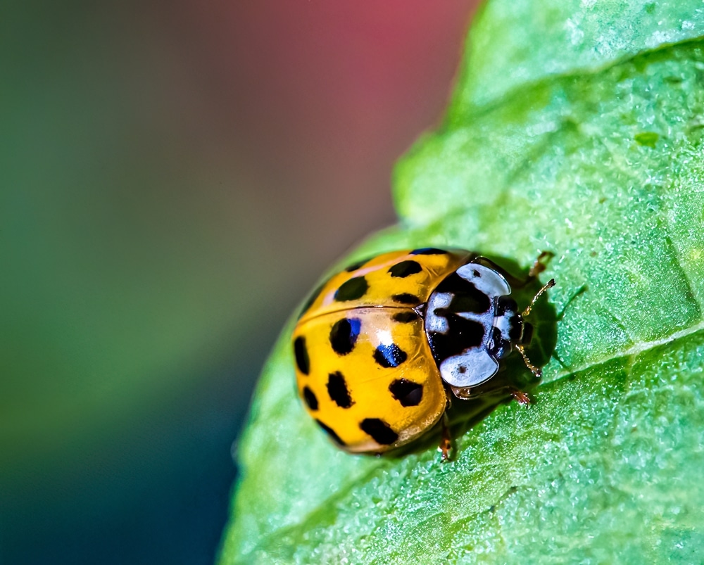 Ladybug Anatomy And Feeding Adaptations