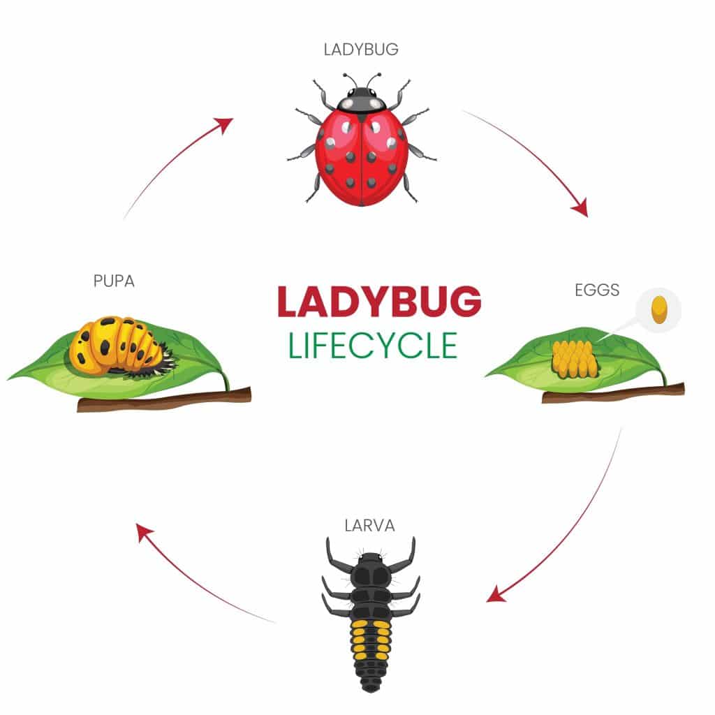 The Ladybug Life Cycle: From Egg to Beneficial Insect