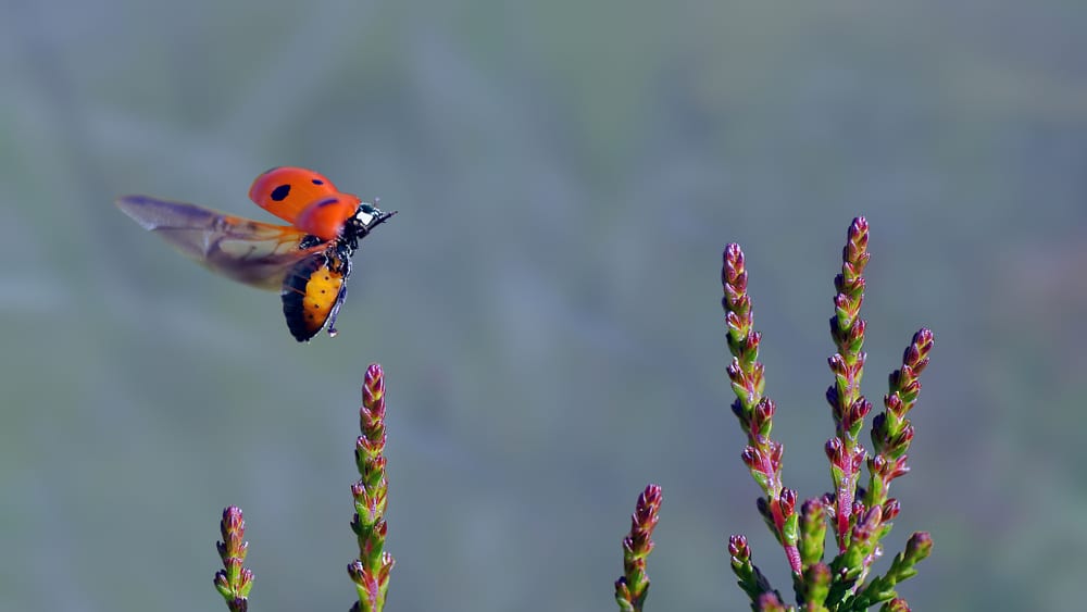 Ladybug Geographical Range & Habitat