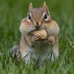 Understanding Chipmunks in Your Garden: Behavior, Diet, and Tips for Gardeners Featured Image