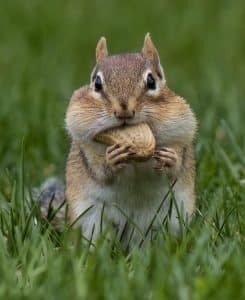 Understanding Chipmunks In Your Garden: Behavior, Diet, And Tips For Gardeners