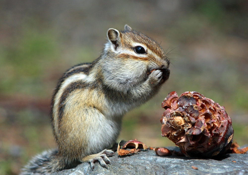 Chipmunks In Your Garden: Behavior, Diet, And Tips For Gardeners