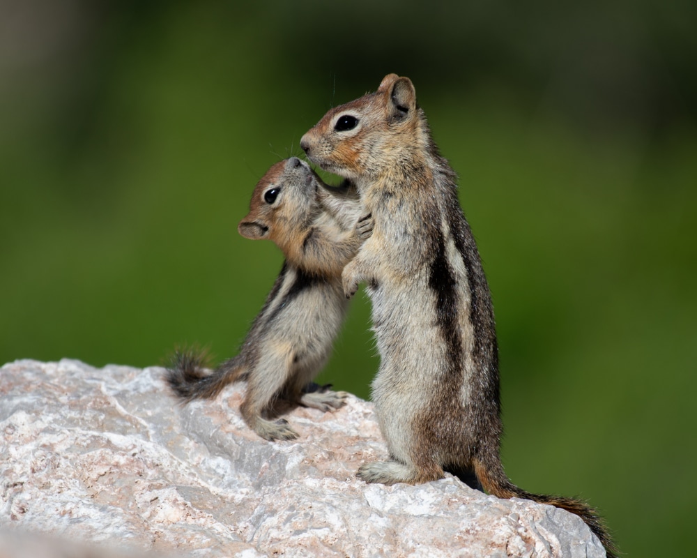 Chipmunk Behavior And Life Cycle