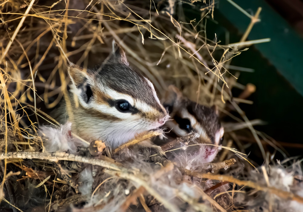 Chipmunk Habitat