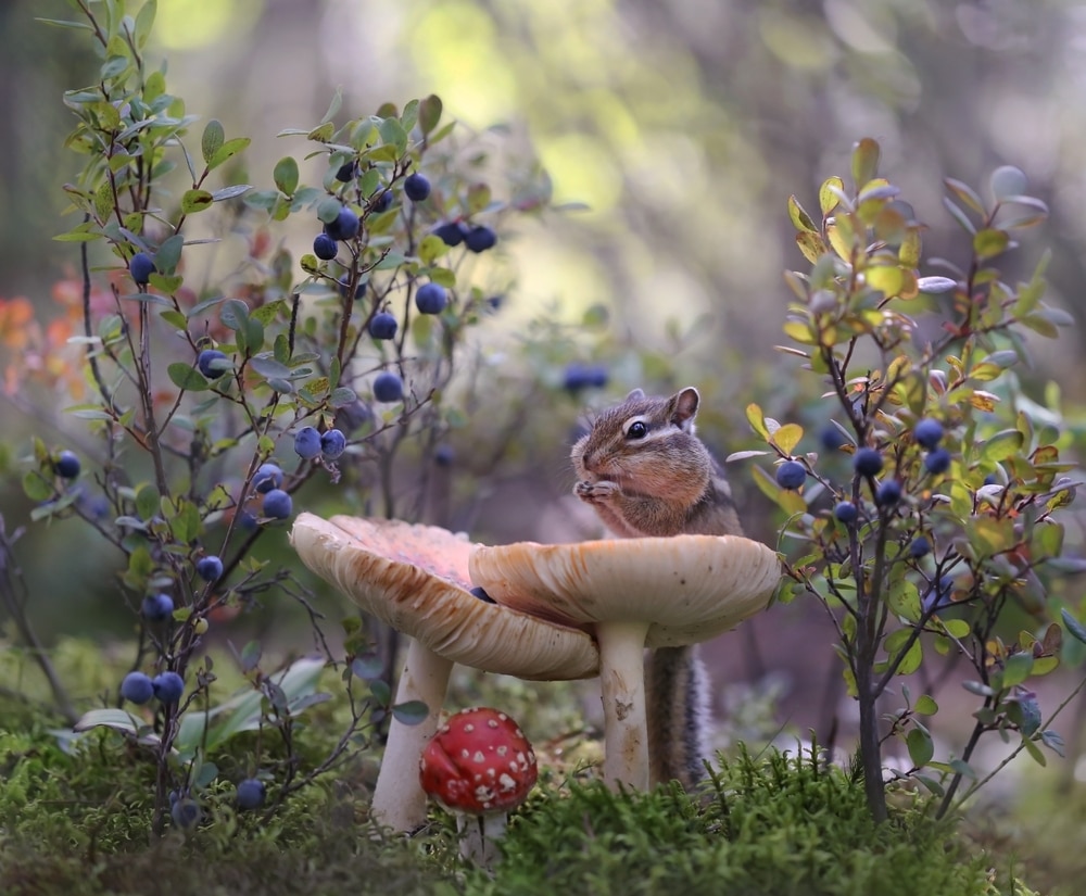 The Role Of Chipmunks In The Ecosystem