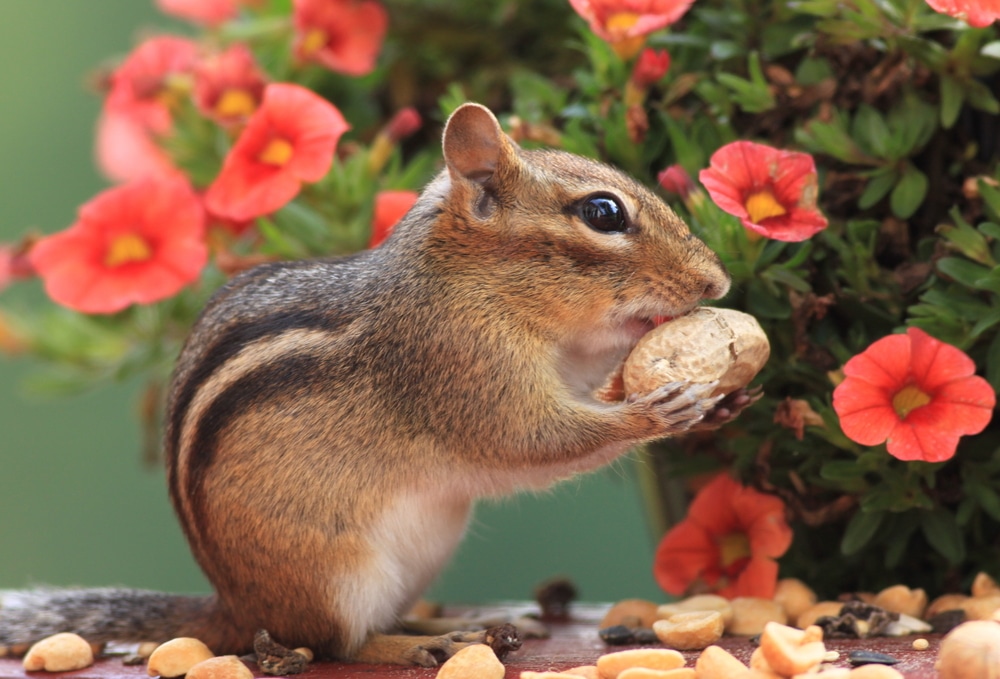 Chipmunks In Your Garden