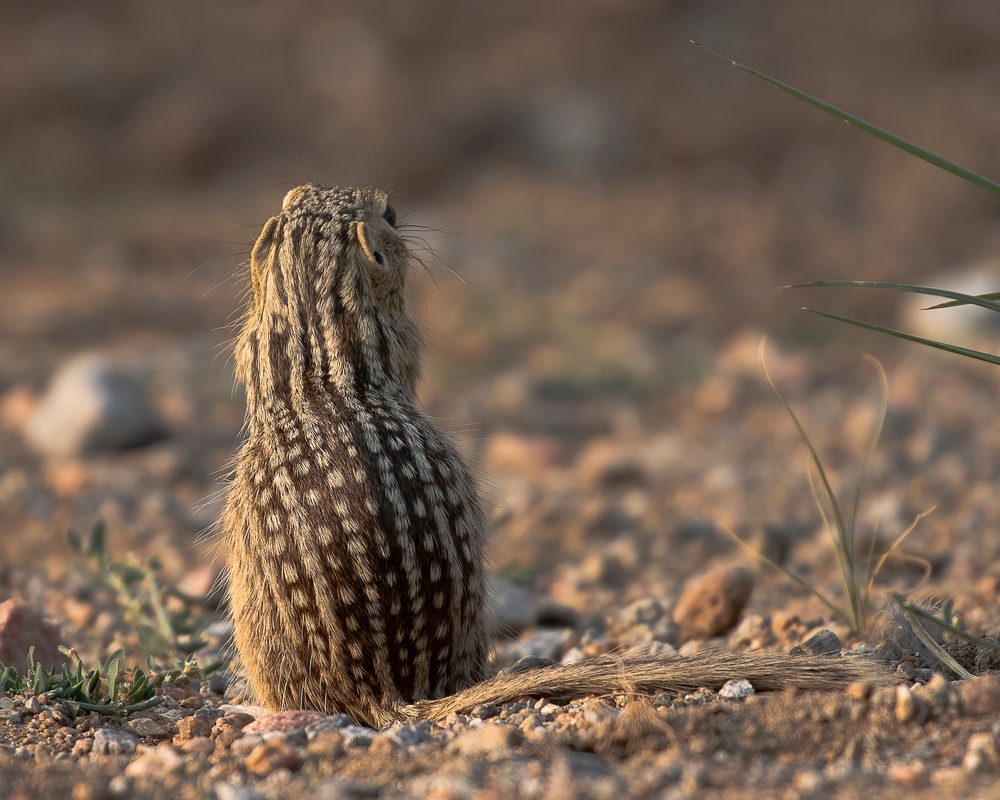 Chipmunks vs. Ground Squirrels: What’s The Difference?