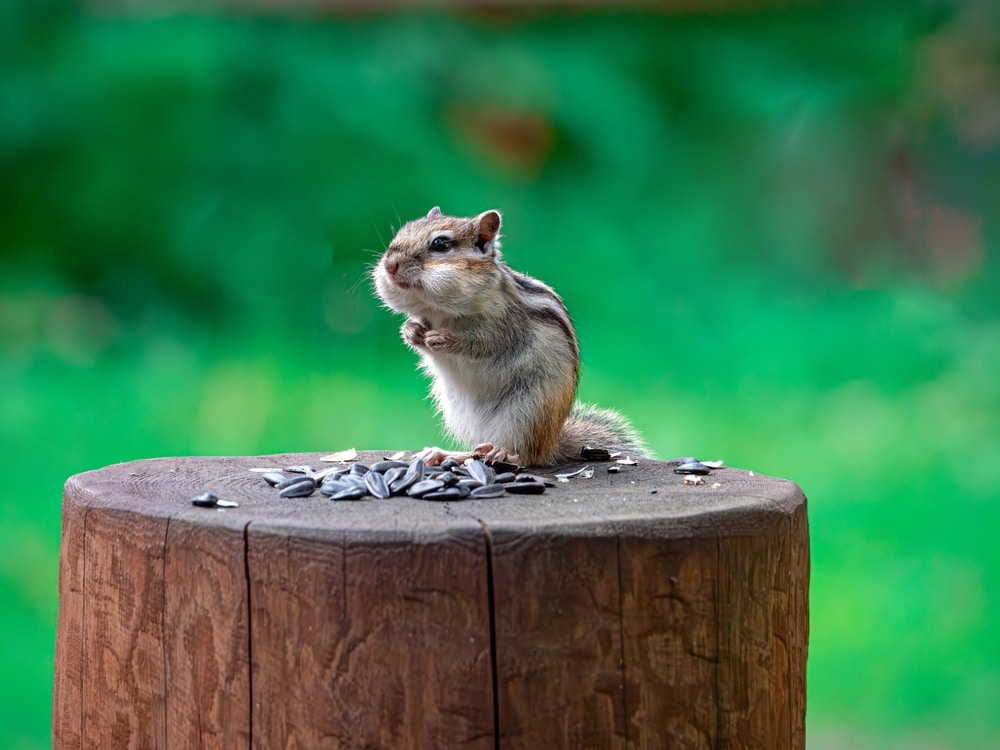 Chipmunk Pests: Prevention And Solutions