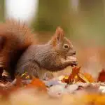 What Do Squirrels Eat? A Gardener's Guide to Squirrel Diets