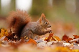 What Do Squirrels Eat? A Gardener’s Guide to Squirrel Diets